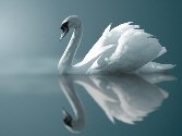 swan at wealthy wizard website for Wealth education 