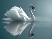 swan on a lake