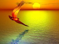 fly like an eagle and learn about Wealth education 